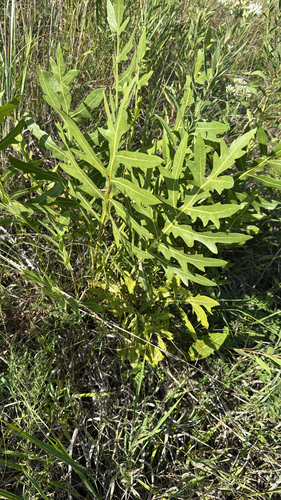 compass plant
