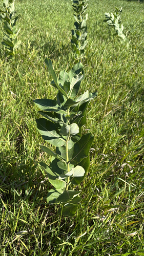 common milkweed