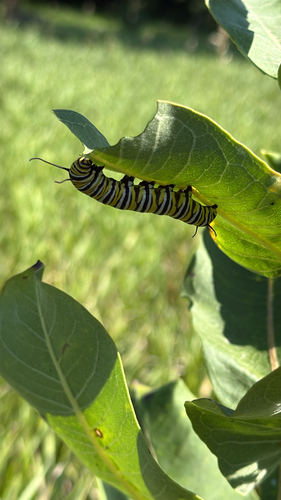 Monarch