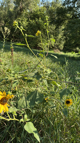 Common Sunflower