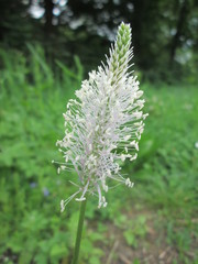 Plantago media