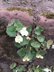Asarina procumbens