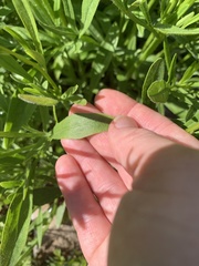 Coreopsis grandiflora