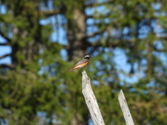 Phoenicurus phoenicurus