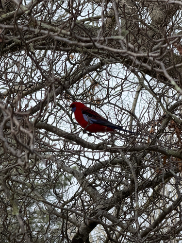 Crimson Rosella