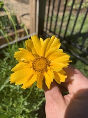 Coreopsis grandiflora