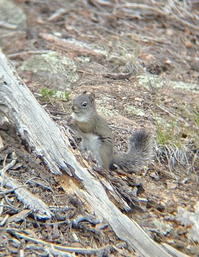 Fremont's Squirrel observed by lukekfriedman