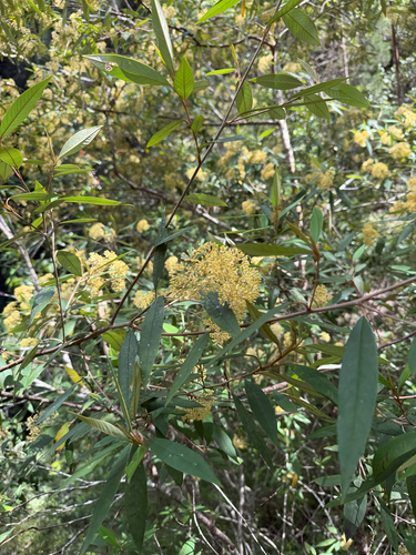 Pomaderris argyrophylla observed 2026-08-21