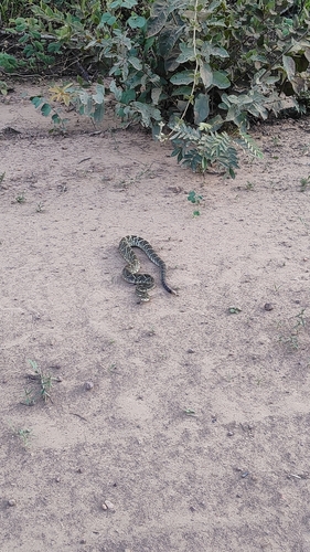 Neotropical Rattlesnake