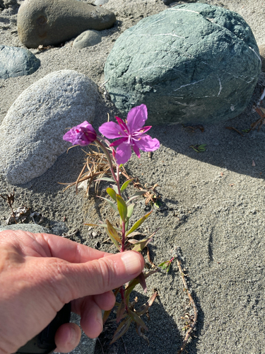 Dwarf Fireweed