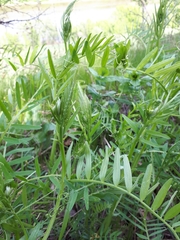 Vicia hirsuta