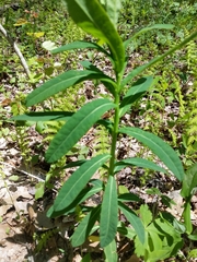 Euphorbia purpurea