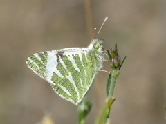 Euchloe belemia