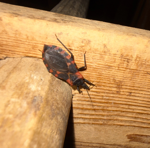 Eastern Bloodsucking Conenose