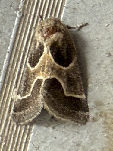 Ragweed Flower Moth