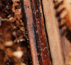 Hispidula dicksoniae