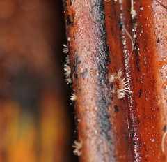 Hispidula dicksoniae