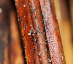 Hispidula dicksoniae