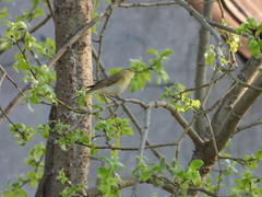 Phylloscopus trochilus