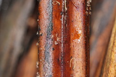 Hispidula dicksoniae