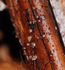 Hispidula dicksoniae