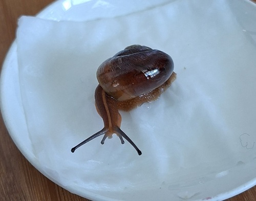 Glossy Turban Carnivorous Snail