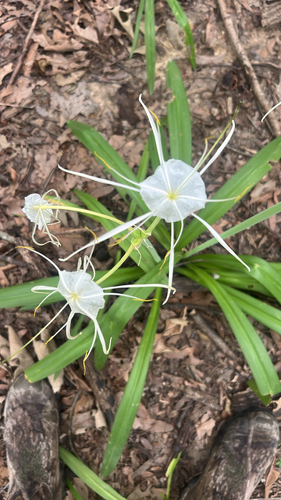 woodland spider-lily