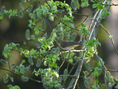 Phylloscopus trochilus