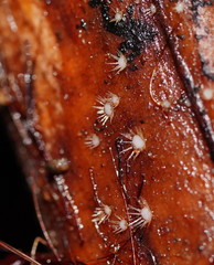 Hispidula dicksoniae