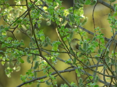 Phylloscopus trochilus