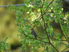 Phylloscopus trochilus