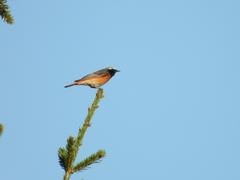 Phoenicurus phoenicurus