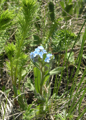 Myosotis imitata