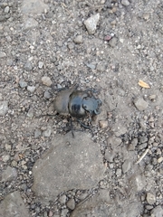 Lethrus apterus