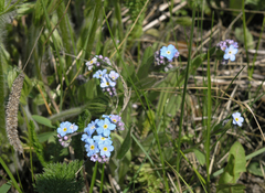 Myosotis imitata