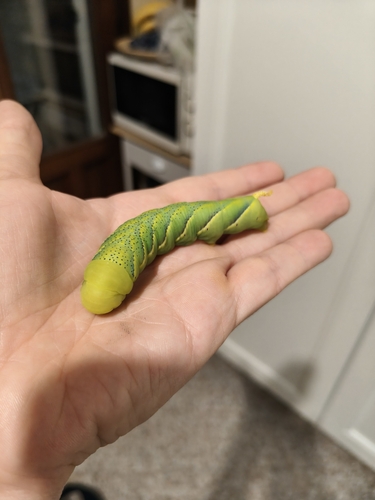 Death's Head Hawkmoth