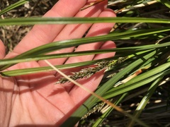 Carex paniculata
