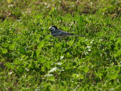 Motacilla alba