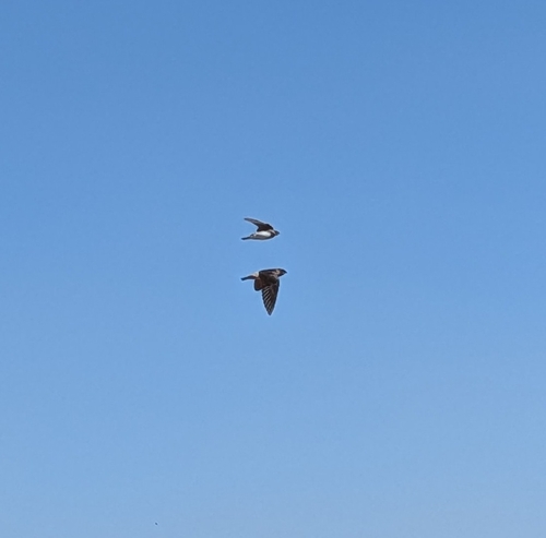 Cliff Swallow