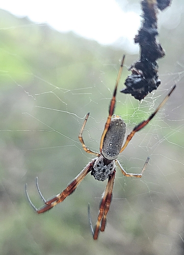 Australian Golden Orbweaver