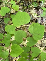 Cercis canadensis canadensis