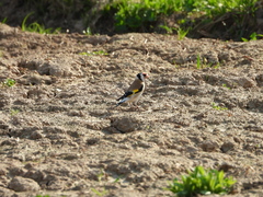 Carduelis carduelis