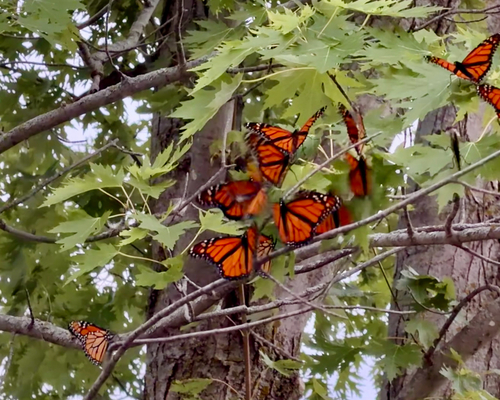 Monarch