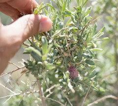 Asphondylia atriplicis