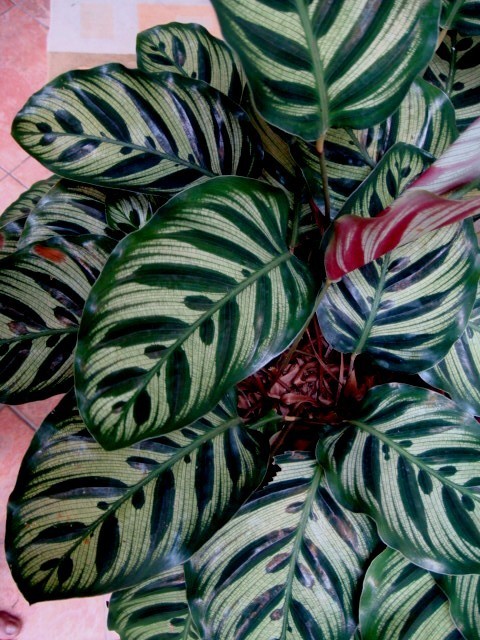 Peacock Plant (Calathea makoyana)  iNaturalist