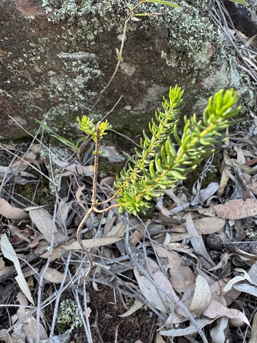 Zieria aspalathoides observed 2026-08-16