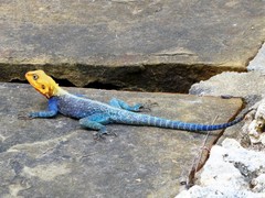 Agama lionotus
