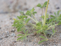 Lupinus odoratus