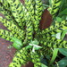 Rattlesnake-Plant - Photo (c) Joel Abroad, some rights reserved (CC BY-NC-SA)