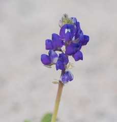 Lupinus odoratus